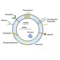 负载pORF5-mIL-10质粒DNA（IL-10pDNA）和糖皮质激素倍他米松磷酸钠（BSP） 的M2型巨噬细胞外泌体（M2Exo）