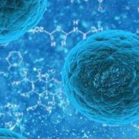 血管生成技术实验