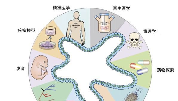 类器官细胞活性检测知多少？