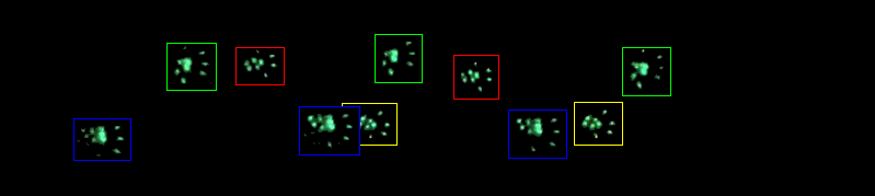大小鼠步态分析 步态行为分析系统
