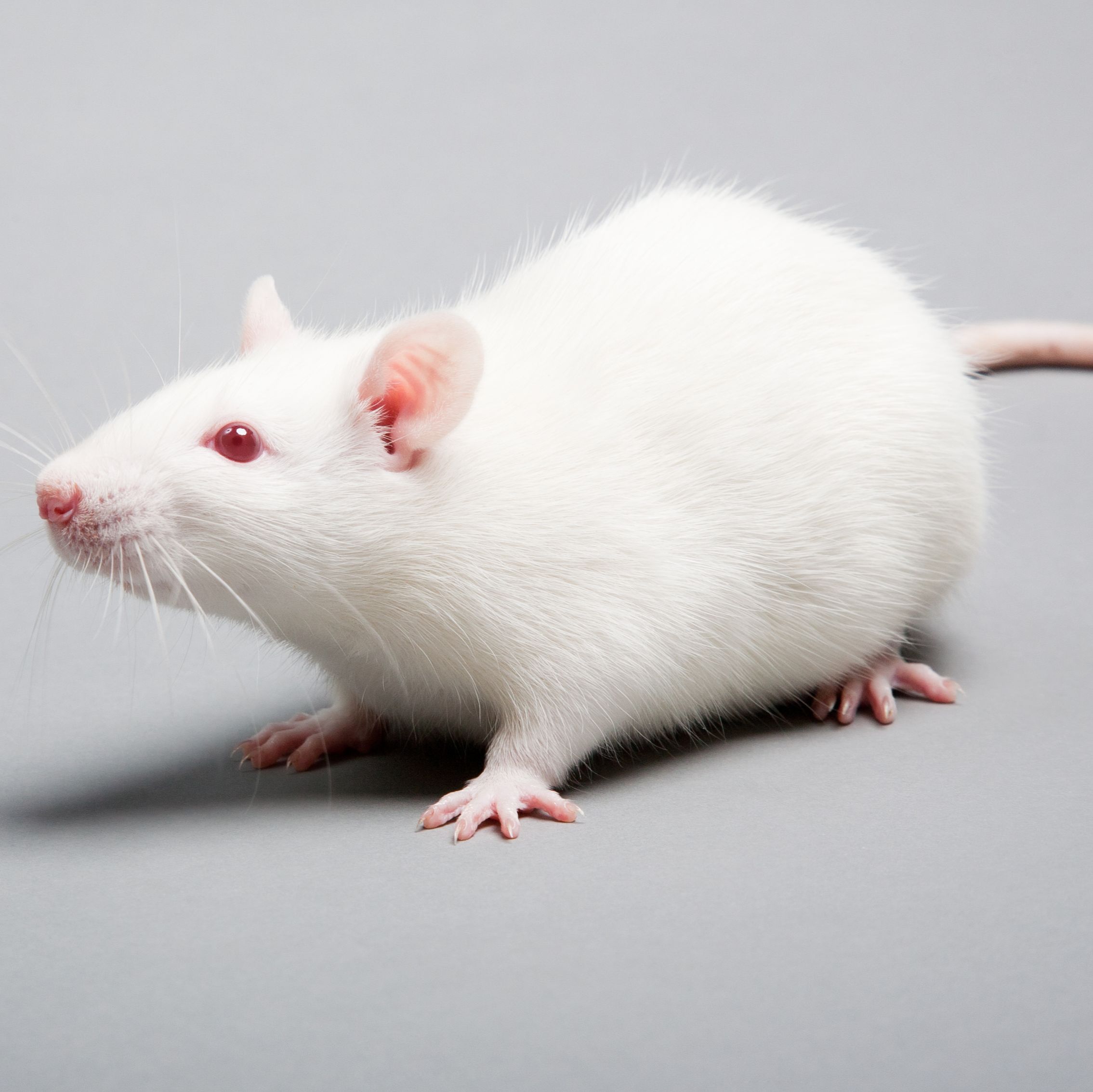 脑胶质瘤动物模型