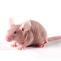 胰腺癌动物模型