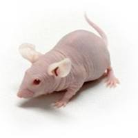 结直肠癌动物模型