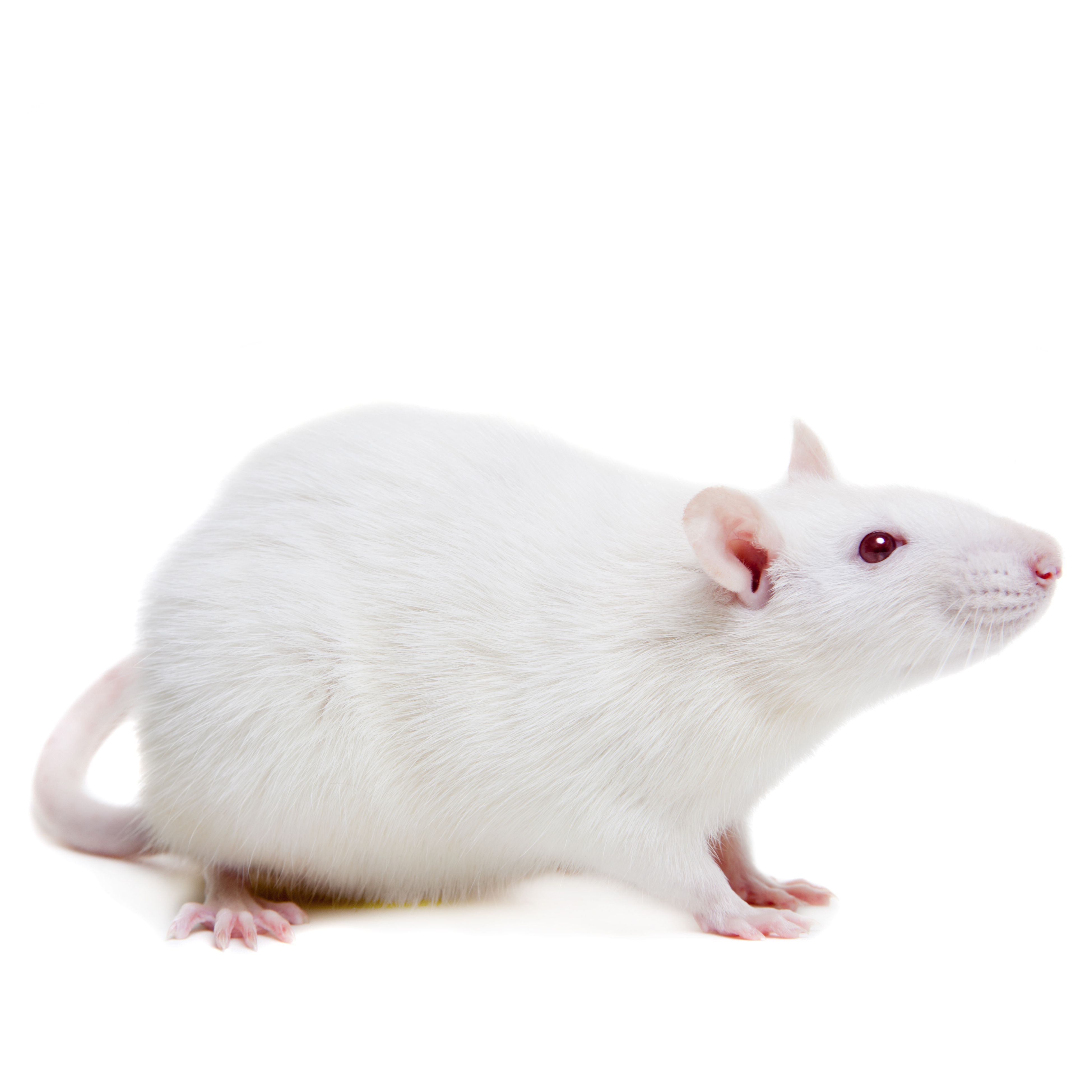 高血压（SHR）动物模型