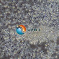 人外周血中性粒细胞