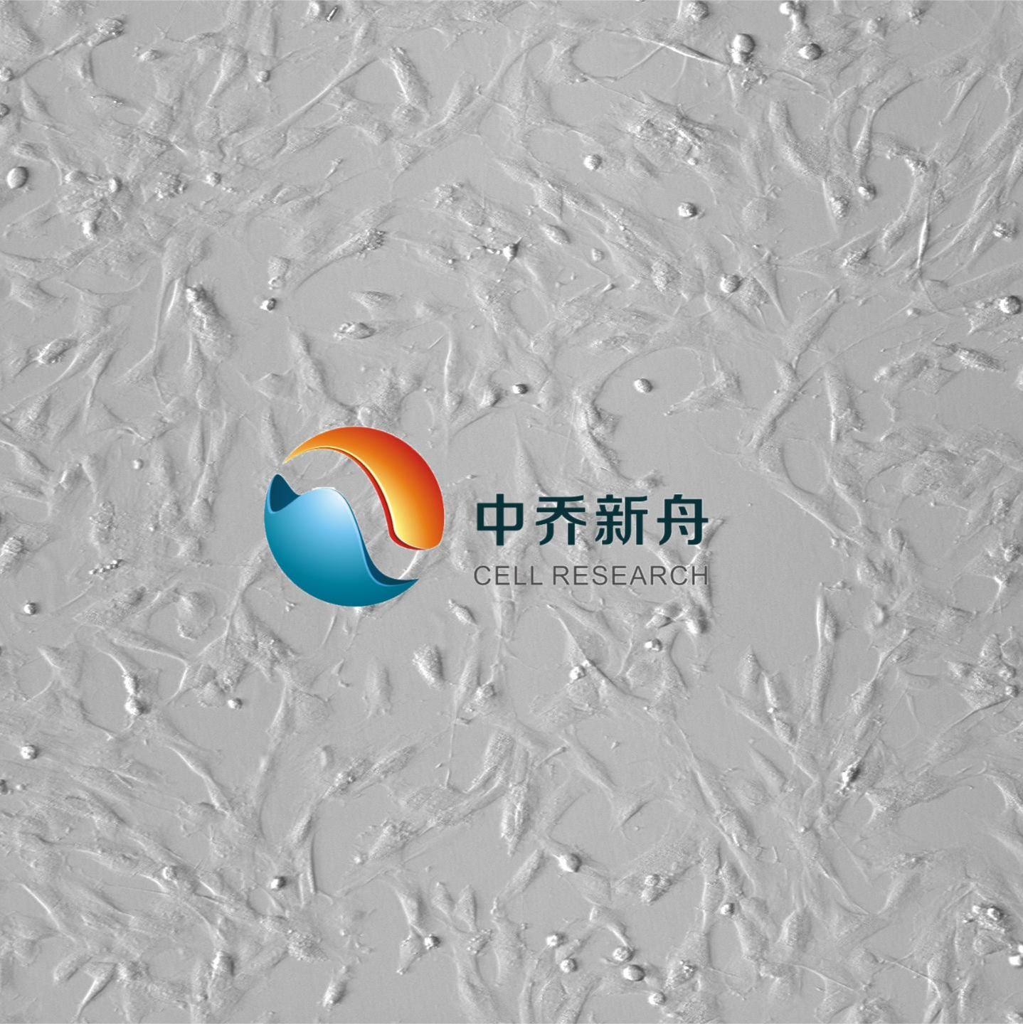 人骨骼肌成肌细胞