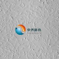 人骨骼肌成肌细胞