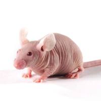 卵巢癌动物模型