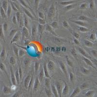 人肝窦内皮细胞