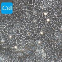 Bxpc-3 人原位胰腺腺癌细胞/STR鉴定