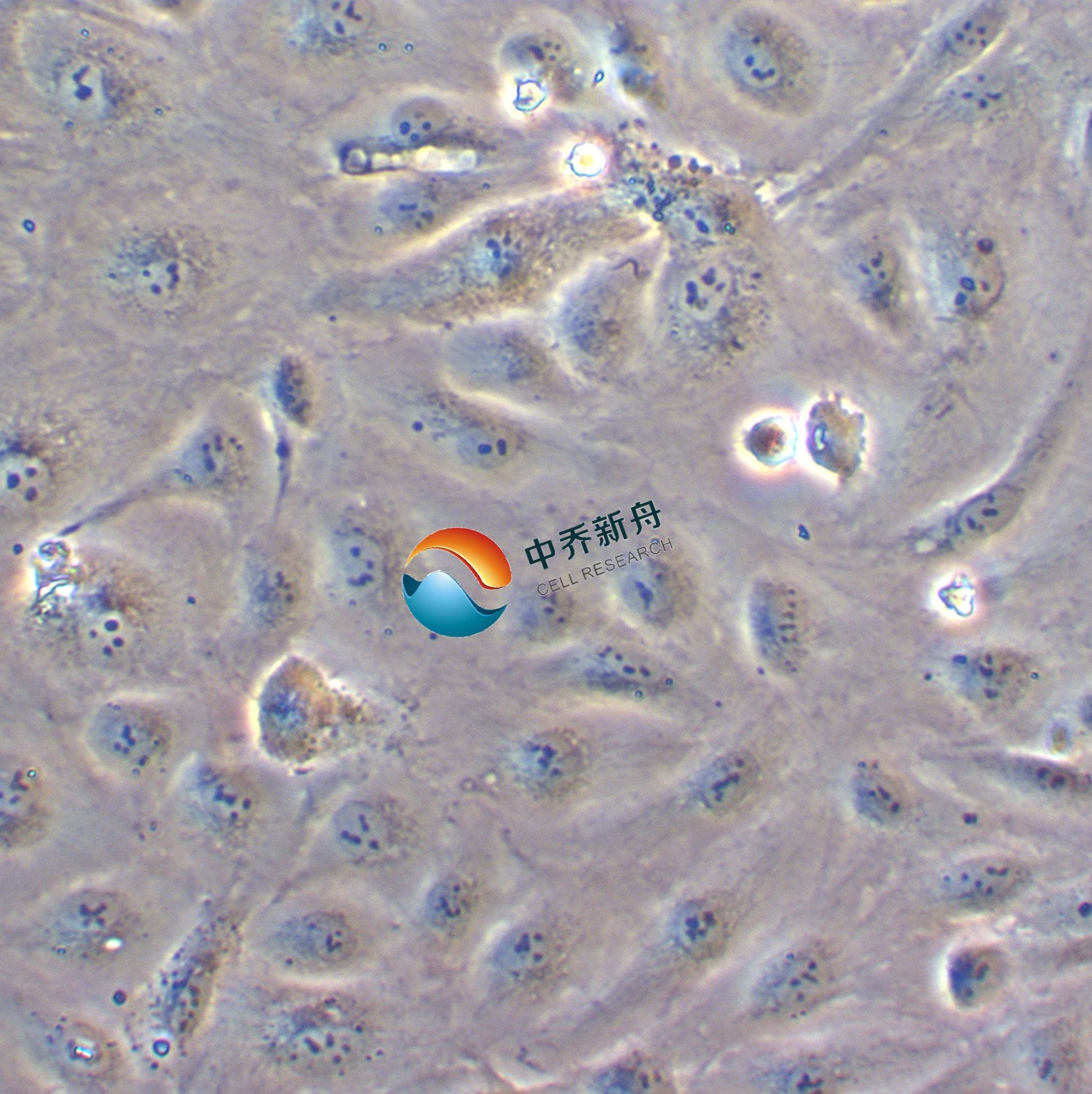 人心脏微血管内皮细胞