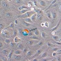 人心脏微血管内皮细胞