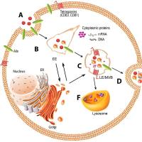 间充质干细胞来源的外泌体包封miRNA-124