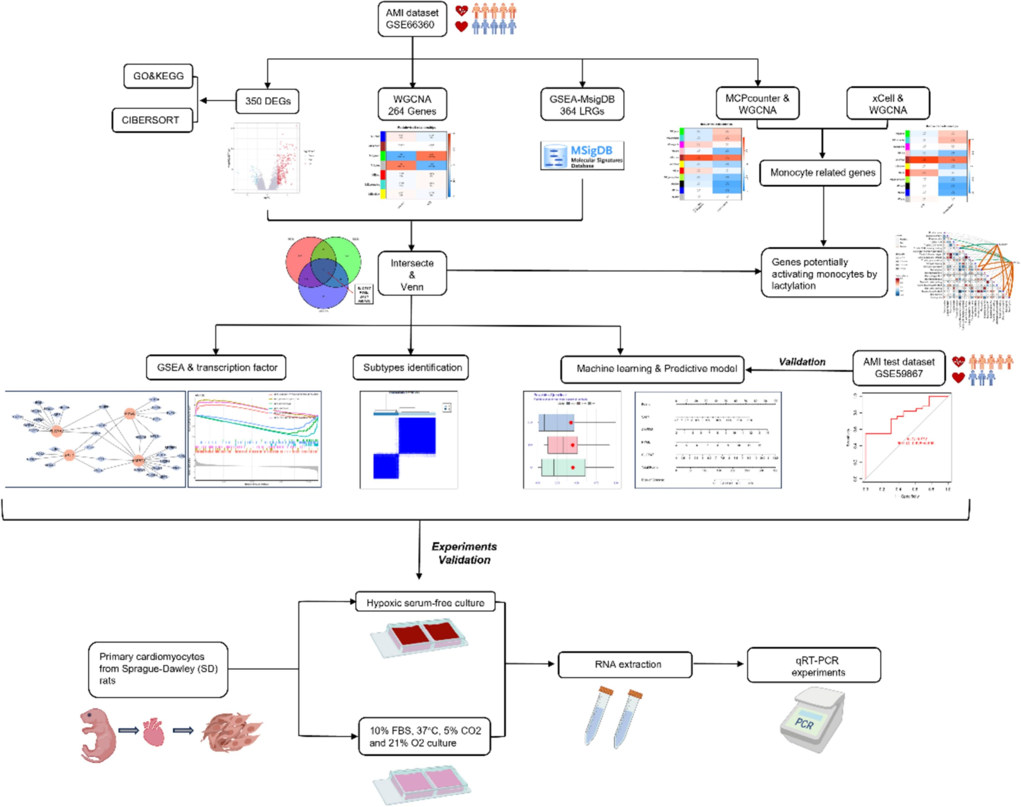 IF:7.7/Q1,“乳酸化” 赛道再添佳绩！紧跟国自然热点，论文与课题双丰收！