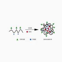 锌（Zn）复合物-叶酸功能化壳聚糖（CS）纳米粒包封miRNA