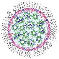 脂质纳米颗粒包封miR-145和喜树碱（CPT）