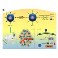 负载光敏剂的铁蛋白纳米笼被FAP单链抗体可变片段修饰