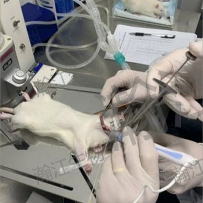 急性肺损伤(ALI)模型