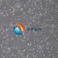 大鼠牙龈成纤维细胞