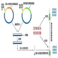 荧光素酶报告基因质粒构建