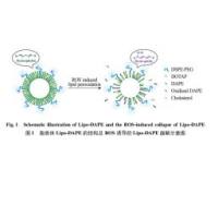 HepG2细胞膜胆固醇细胞膜和重楼皂苷Ⅰ形成的复合物