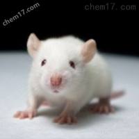 口服糖耐量OGTT实验