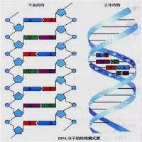 全基因组甲基化检测