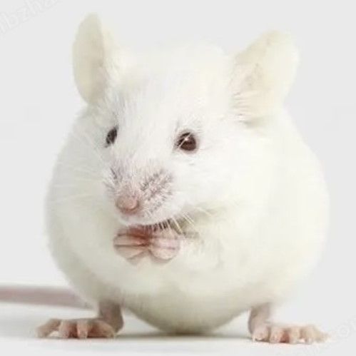 ​DNBS诱导结肠炎模型