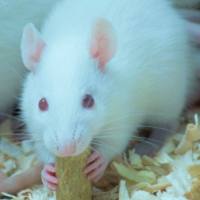 运动性疲劳动物模型