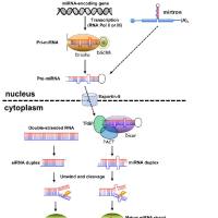 microRNA干扰真核质粒构建