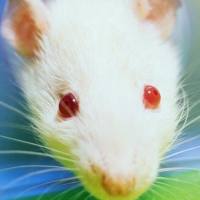 动物心肌梗死模型