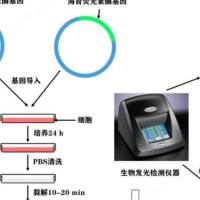 荧光素酶检测