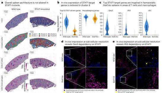 空间组学技术揭秘JAK-STAT信号调节免疫细胞稳态的调控机制