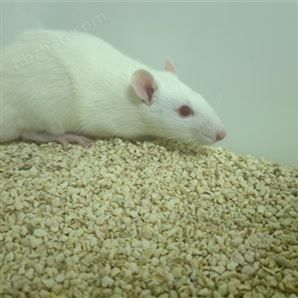 EAE动物模型技术服务