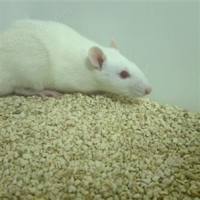 EAE动物模型技术服务