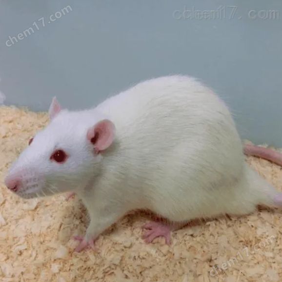 腹腔注射糖耐量