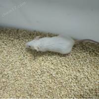 胰岛素耐量ITT测试