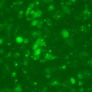 阴性对照siRNA合成