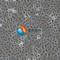 大鼠真皮微血管内皮细胞