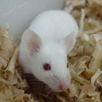 静脉注射糖耐量