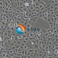 大鼠颌下腺上皮细胞