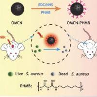 介孔碳纳米球(MCNs)包载白藜芦醇