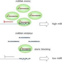 microRNA模拟物合成