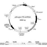 shRNA质粒载体构建