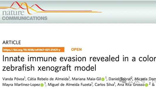 IF=16.6丨Nature子刊：在结直肠斑马鱼异种移植模型中揭示先天性免疫逃避现象