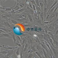 大鼠小梁网细胞