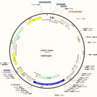 ATCC9372萎缩芽胞杆菌芽孢悬液