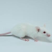 慢性支气管炎（CB）动物模型