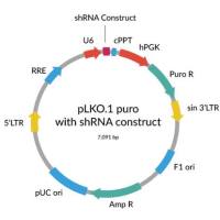 shRNA干扰真核质粒构建