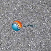 大鼠牙周膜干细胞